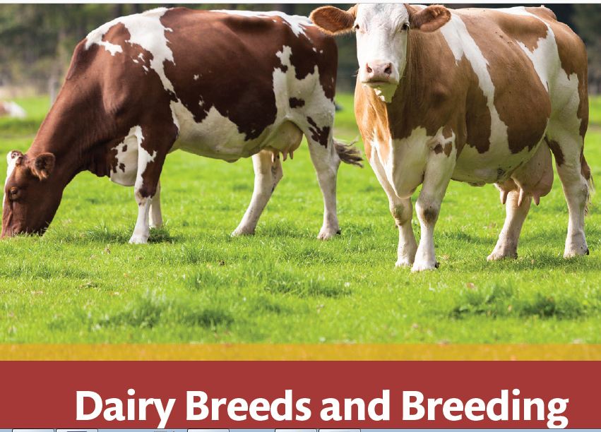 Dairy Breeds And Breeding